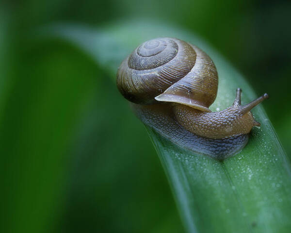 Snail Poster featuring the photograph Snail In The Morning by Mike Eingle
