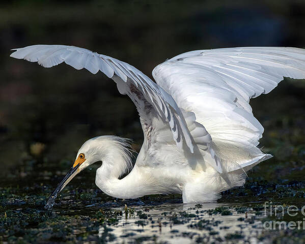 Birds Poster featuring the photograph Snowy Egret Fishing by DB Hayes