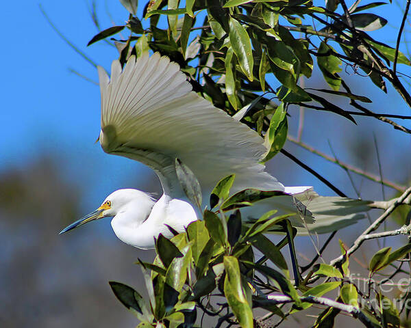 Nature Poster featuring the photograph Snowy Egret Taking Flight - Egretta Thula by DB Hayes