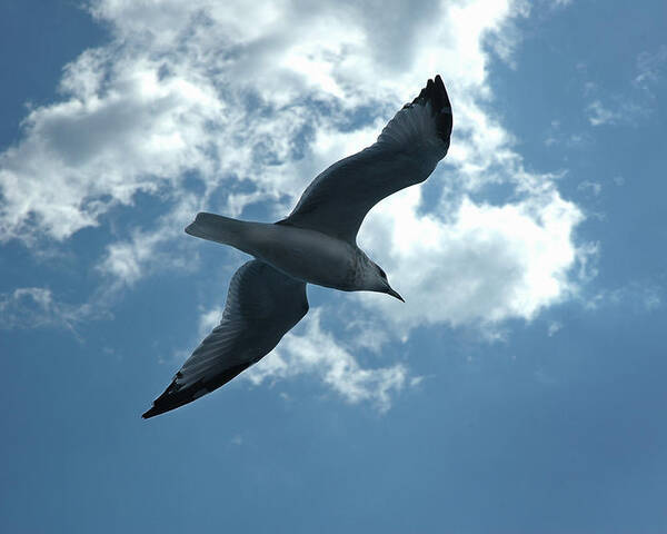 Sea Gull Poster featuring the photograph Soaring Gull by Frank Mari