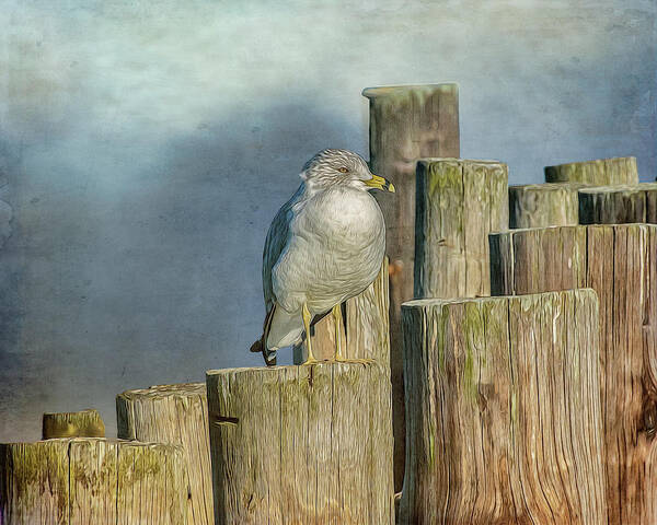 Seagull Poster featuring the photograph Solitary Gull by Cathy Kovarik