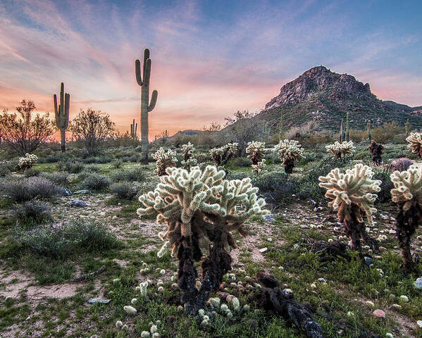 Landscape Poster featuring the photograph Sonoran Sunrise by Jim Painter