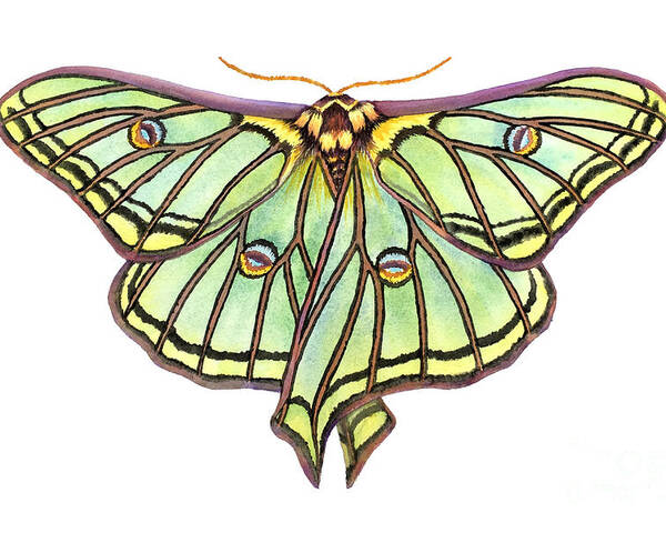 Spanish Moon Moth Poster featuring the painting Spanish Moon Moth by Lucy Arnold