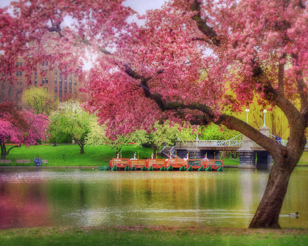 Spring Afternoon In The Boston Public Garden Boston Swan Boats