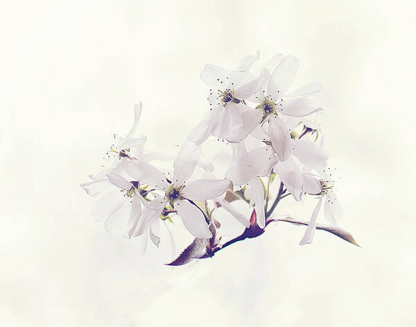 White Blossom Print Poster featuring the photograph Spring Blossom Print by Gwen Gibson