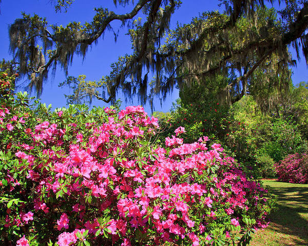 Pink Poster featuring the photograph Spring in the South by Jill Lang