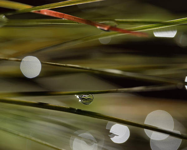 Water Drop Poster featuring the photograph Stability Among Chaos by Mike Eingle
