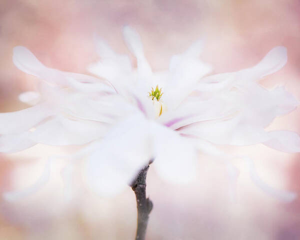 Star Magnolia Poster featuring the photograph Star Dancer by Kim Carpentier
