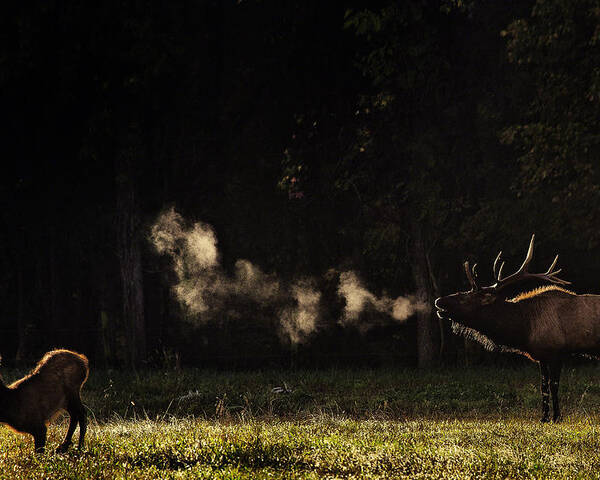 Elk Bugle Poster featuring the photograph Steamy Breath Elk Bugle by Michael Dougherty
