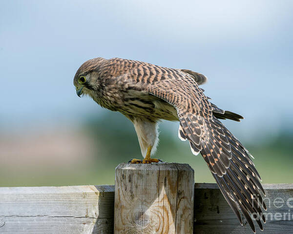 Kestrel's Stretching Poster featuring the photograph Stretching by Torbjorn Swenelius