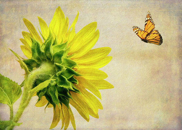Sunflower Poster featuring the photograph Summer Sun by Cathy Kovarik