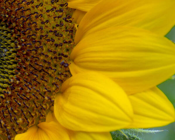 Flower Poster featuring the photograph Sunflower Closeup by Allen Nice-Webb
