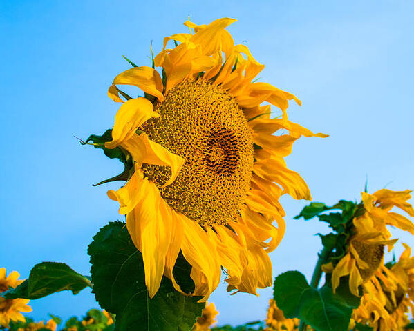 Sunrise Poster featuring the photograph Sunflower Morning #2 by Mindy Musick King