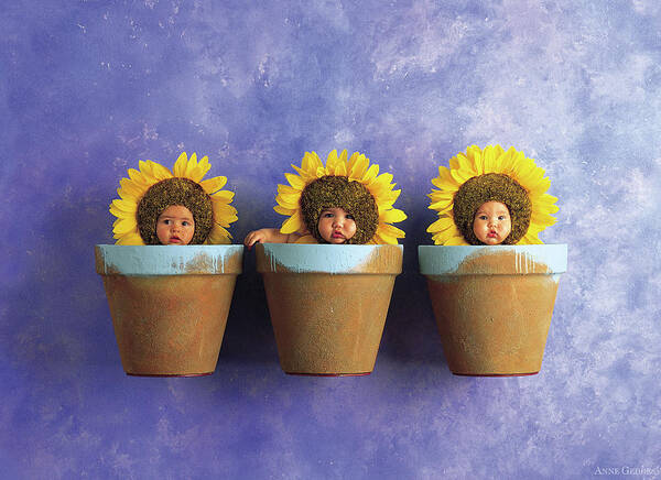 Sunflower Poster featuring the photograph Sunflower Pots by Anne Geddes