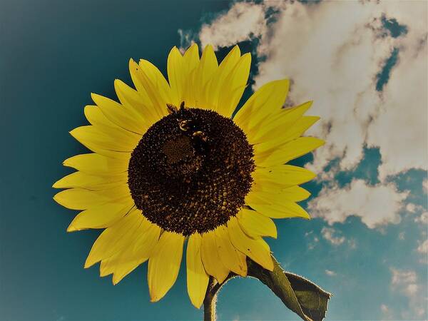 Sun Poster featuring the photograph Sunflower by Randy Sylvia