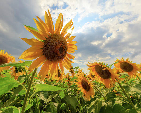 Sunflower Poster featuring the photograph Sunflower Star by Rob Davies