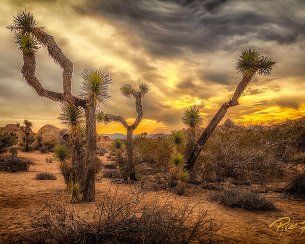 California Poster featuring the photograph Sunrise amid the Joshua Trees by Rikk Flohr
