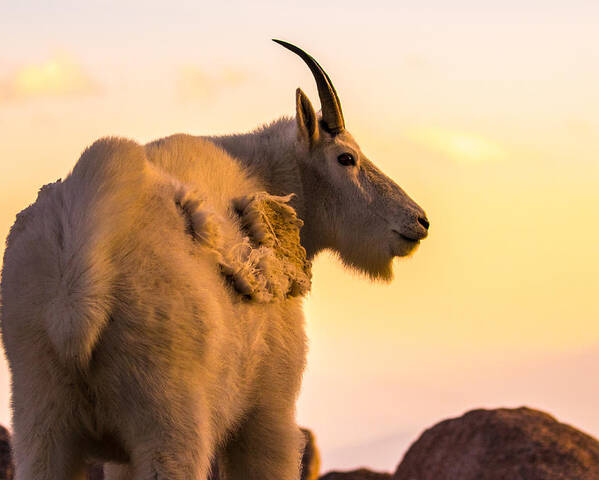 Mountain Goat Poster featuring the photograph Sunrise on the Mountain #1 by Mindy Musick King