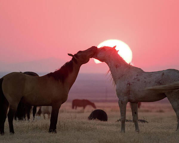 Wild Horses Poster featuring the photograph Sunset Horses by Wesley Aston