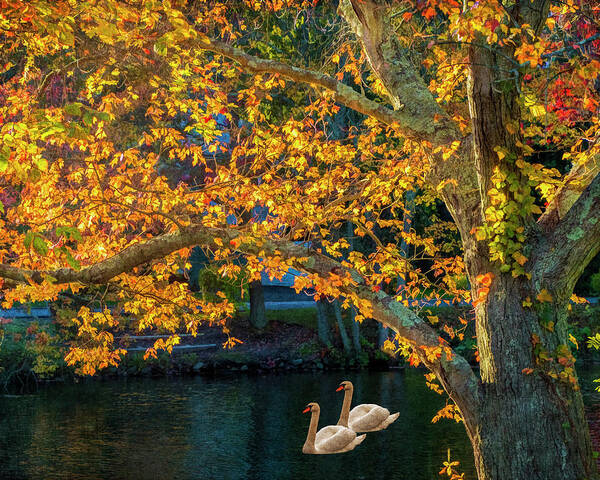 Autumn Poster featuring the photograph Swans by Cathy Kovarik