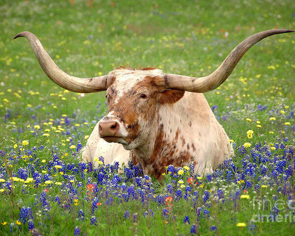 Texas Longhorn In Bluebonnets Poster featuring the photograph Texas Longhorn in Bluebonnets by Jon Holiday