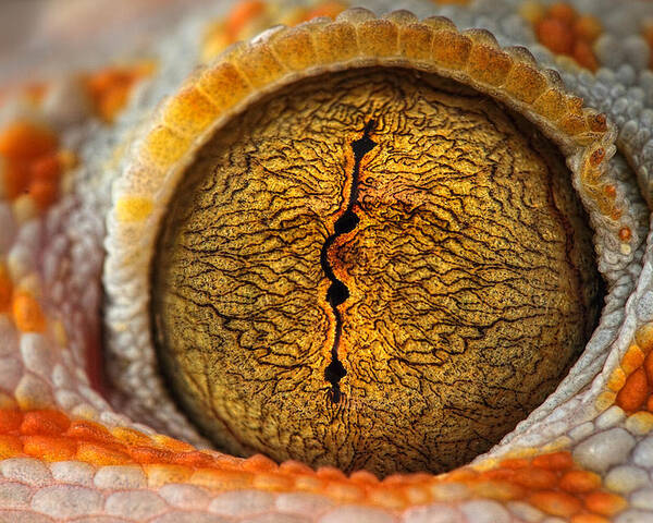 Eye Poster featuring the photograph The Eye by Shikhei Goh