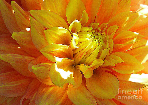 Flower Poster featuring the photograph The Heart of a Dahlia by Joyce Creswell