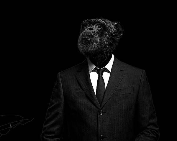 Chimpanzee Wildlife Nature Suit Human Trepidation Primate Low Key Portrait Poster featuring the photograph The interview by Paul Neville