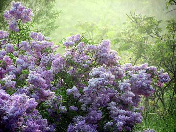 Fog Poster featuring the photograph The Scent of Lilacs by David T Wilkinson