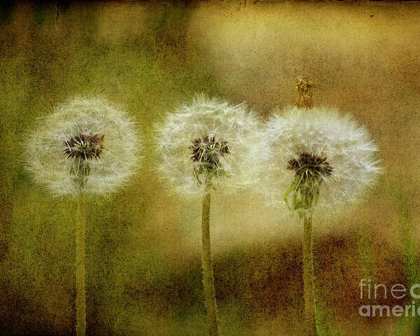 Flowers Poster featuring the digital art The Three by Rebecca Langen