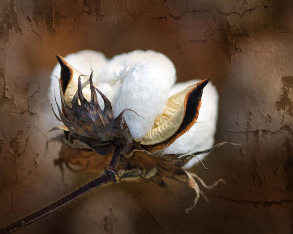 Cotton Poster featuring the photograph Them Cotton Bolls by Kathy Clark