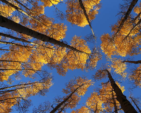 Aspen Foliage Poster featuring the photograph There is Gold Above by Tammy Pool