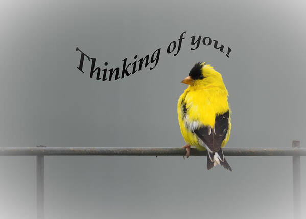 Thinking Of You Poster featuring the photograph Thinking of you - American Goldfinch by Holden The Moment