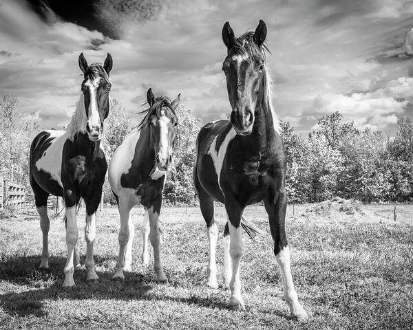 Horses Poster featuring the photograph Three Amigos by Holly Ross