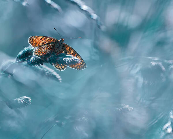 Butterfly Poster featuring the photograph Total Kheops by Fabien Bravin