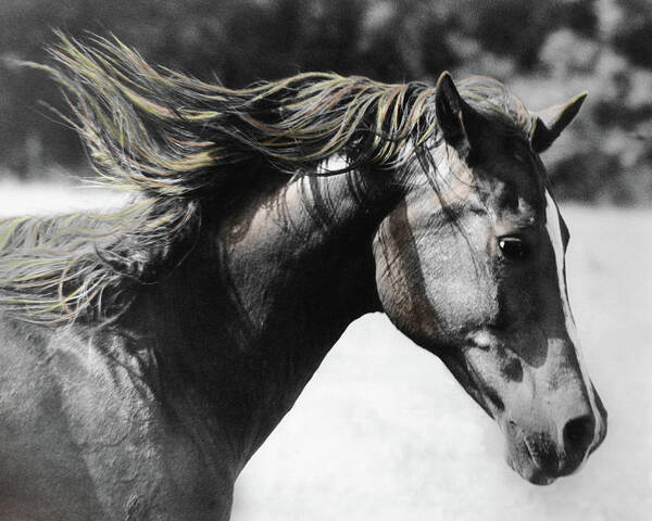 Horse Poster featuring the photograph Touch the Wind by M Kathleen Warren