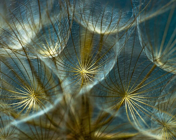 Dandelion Poster featuring the photograph Translucid Dandelions by Iris Greenwell