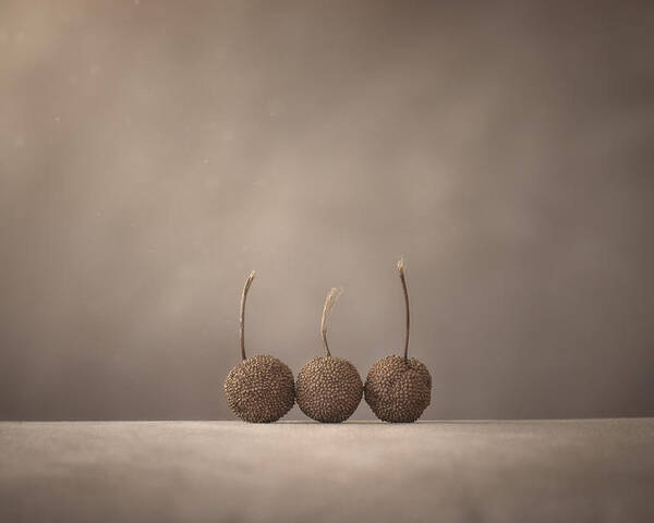 Seed Pod Poster featuring the photograph Tree Seed Pods by Scott Norris