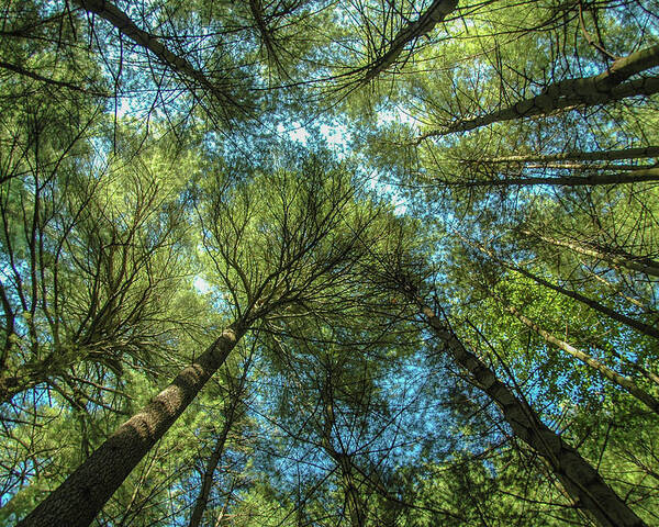 Forest Poster featuring the photograph Tree Tops by Cathy Kovarik