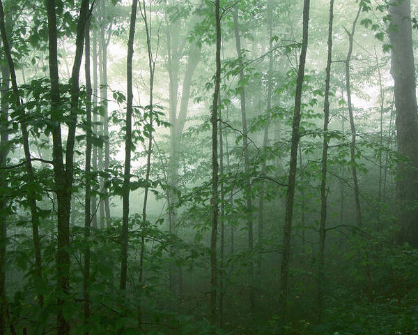 Asheville Poster featuring the photograph Trees in the Mist by Joye Ardyn Durham