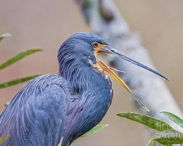 Nature Poster featuring the photograph Tricolored Heron Yawning UP CLOSE by DB Hayes