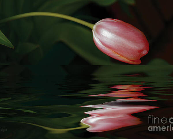 Tulip Poster featuring the photograph Tulip Reflections by Elaine Teague