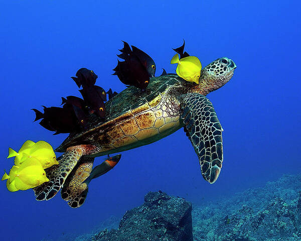Hawaii Poster featuring the photograph Turtle grooming by Artesub
