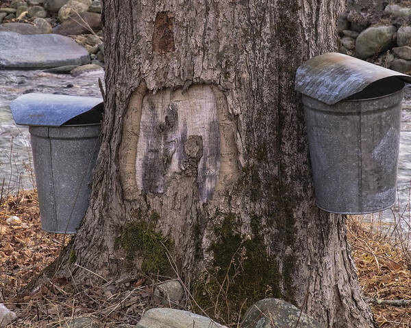 Maple Trees Poster featuring the photograph Two Syrup Buckets by Tom Singleton