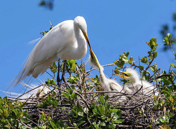 Egrets Poster featuring the photograph Unconditional Love by DB Hayes