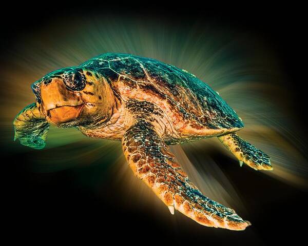 Turtle Poster featuring the photograph Undersea Turtle by Debra and Dave Vanderlaan