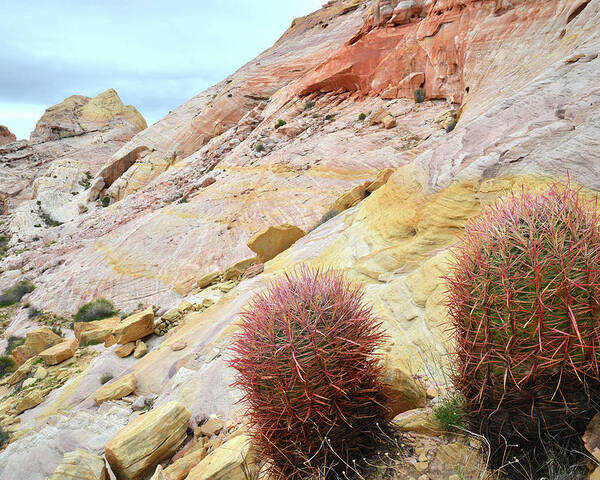 Valley Of Fire State Park Poster featuring the photograph Valley of Fire Barrel Cactus by Ray Mathis
