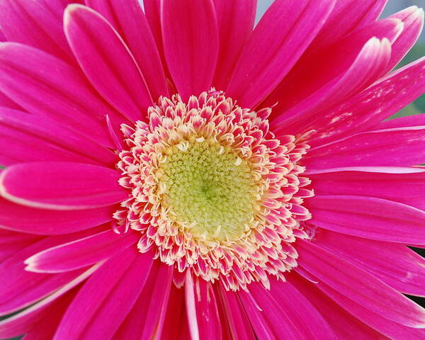 Flower Poster featuring the photograph Vibrant Pink Gerber Daisy by Amy Fose