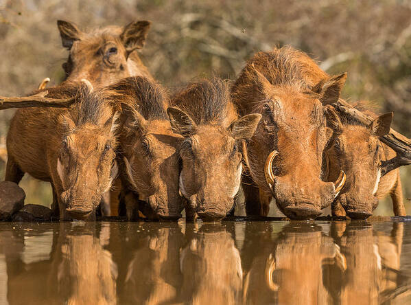 Nature Poster featuring the photograph Warthog Family Reunion by Jaco Marx