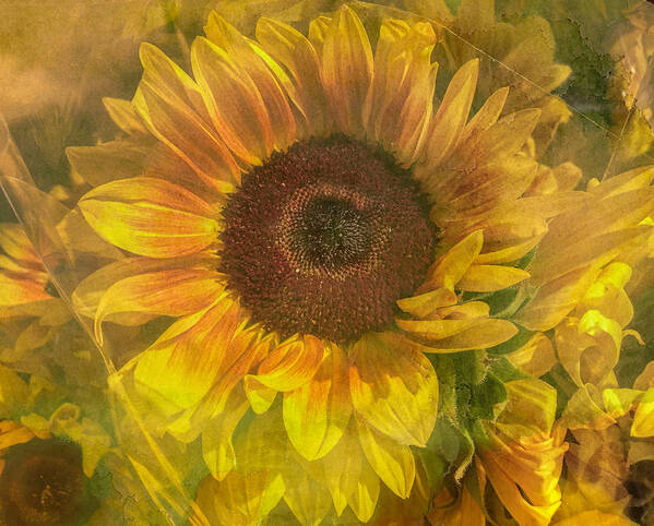 Sunflower Poster featuring the photograph Washed In Sun by Arlene Carmel